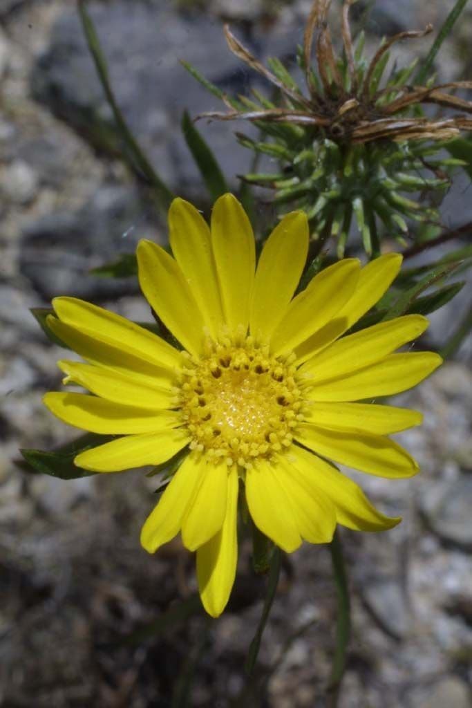 Grindelia 3