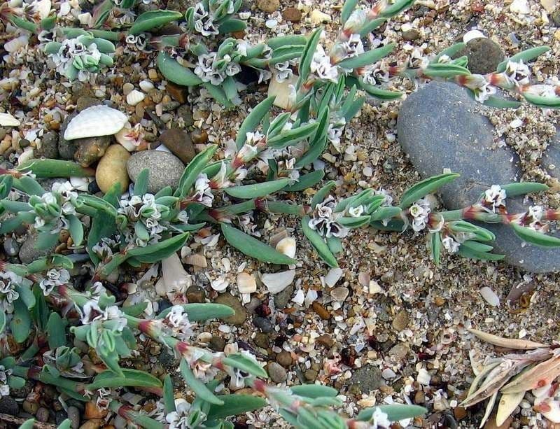 Strandknöterich 8