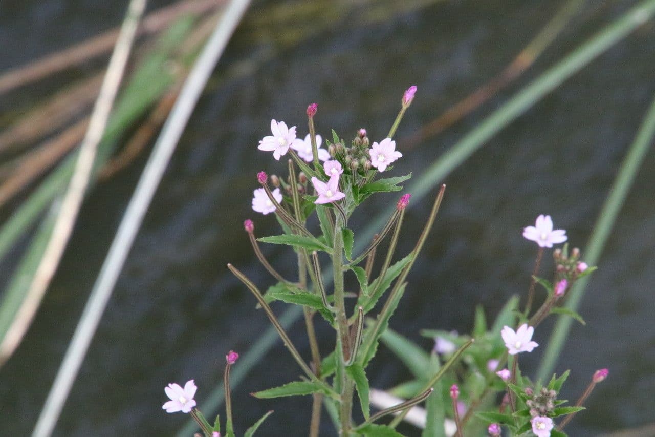 Epilobio ciliato 8