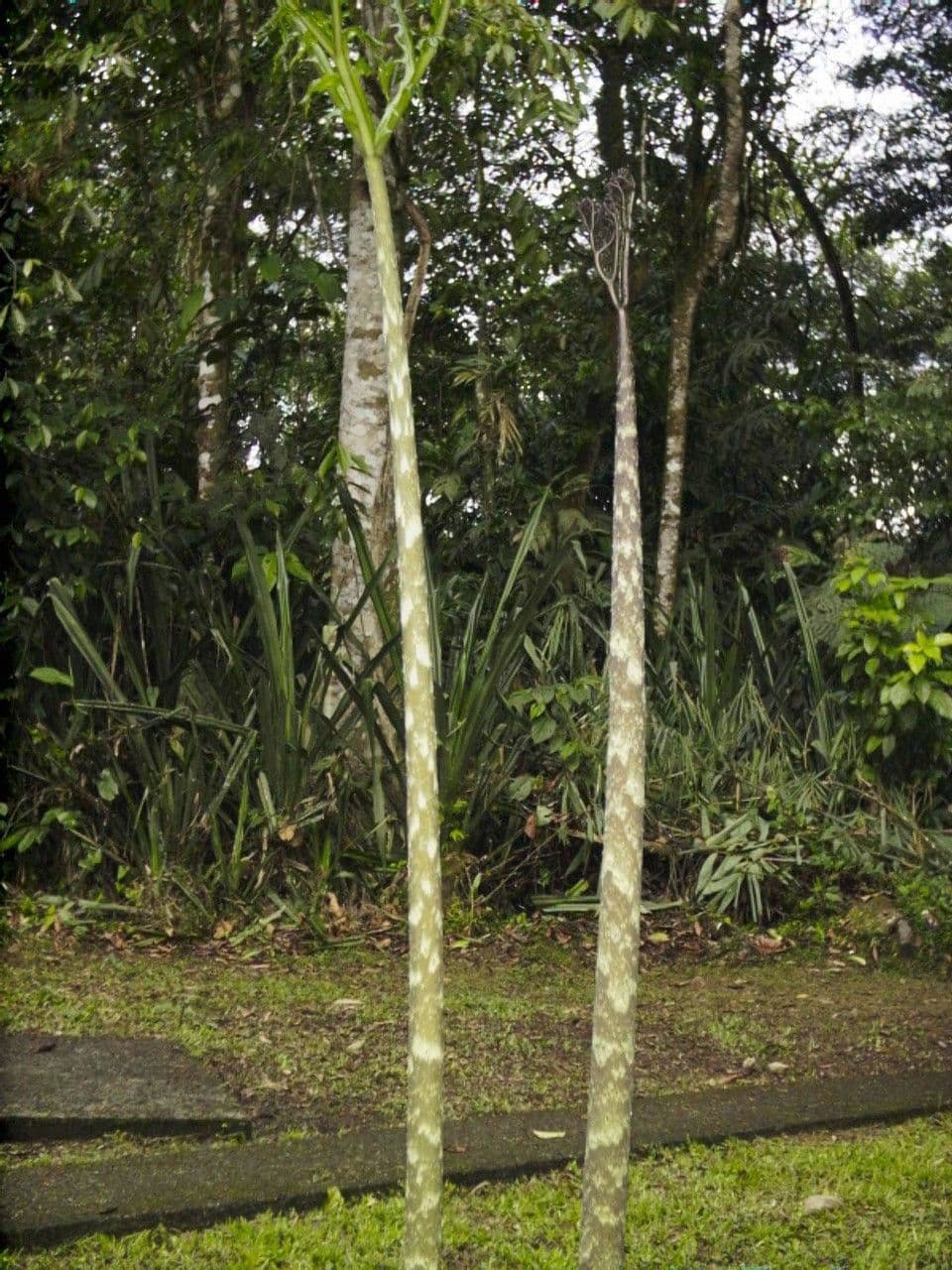 Dracontium 12