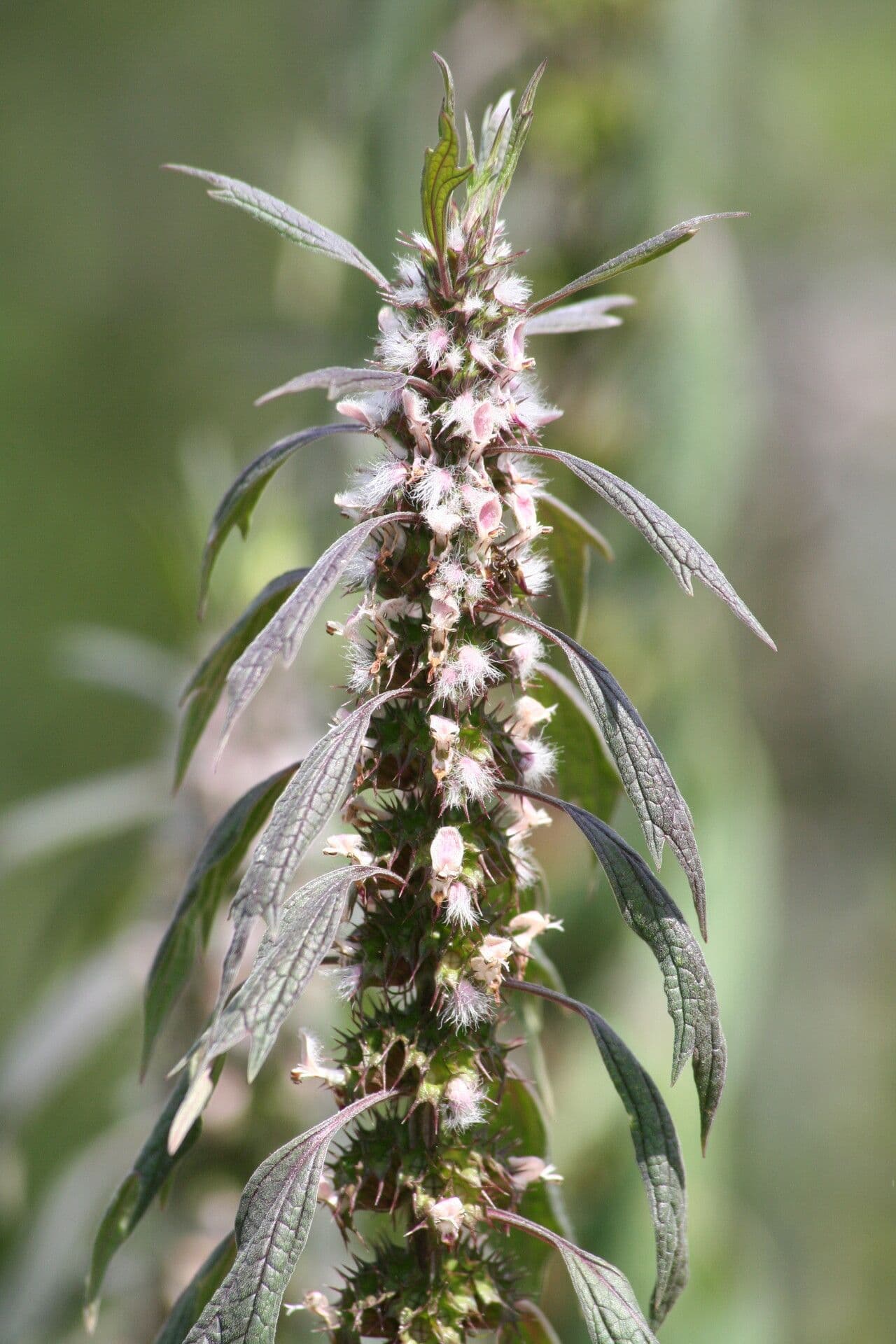 Fünflappiger Herzspann 4