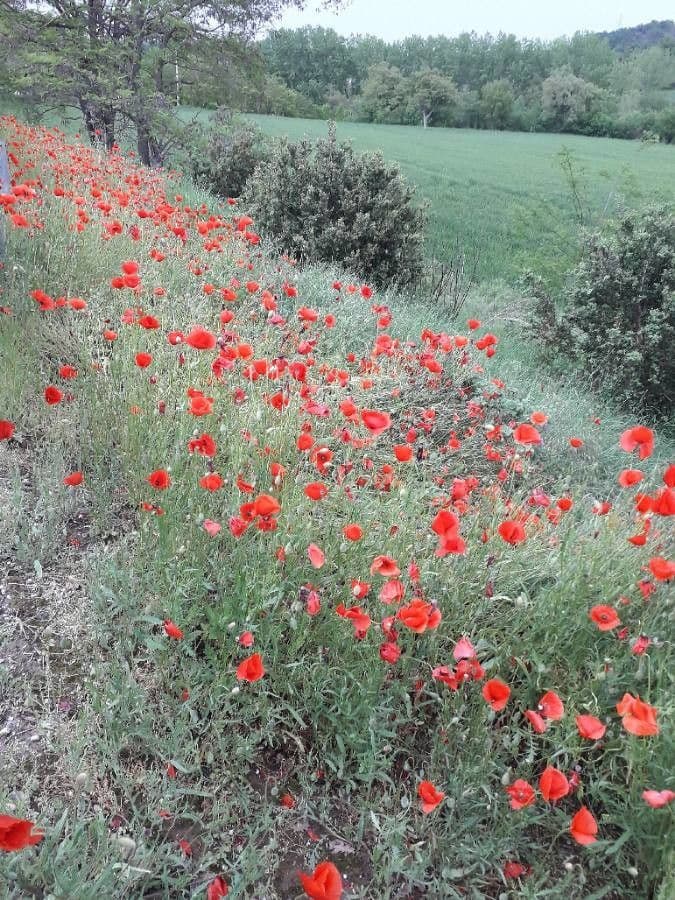 Klatschmohn 12