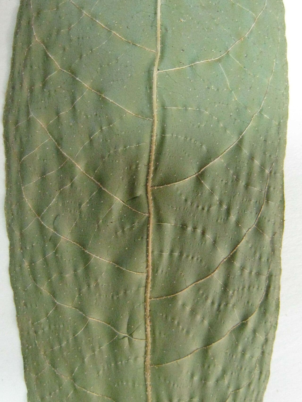 Croton 2