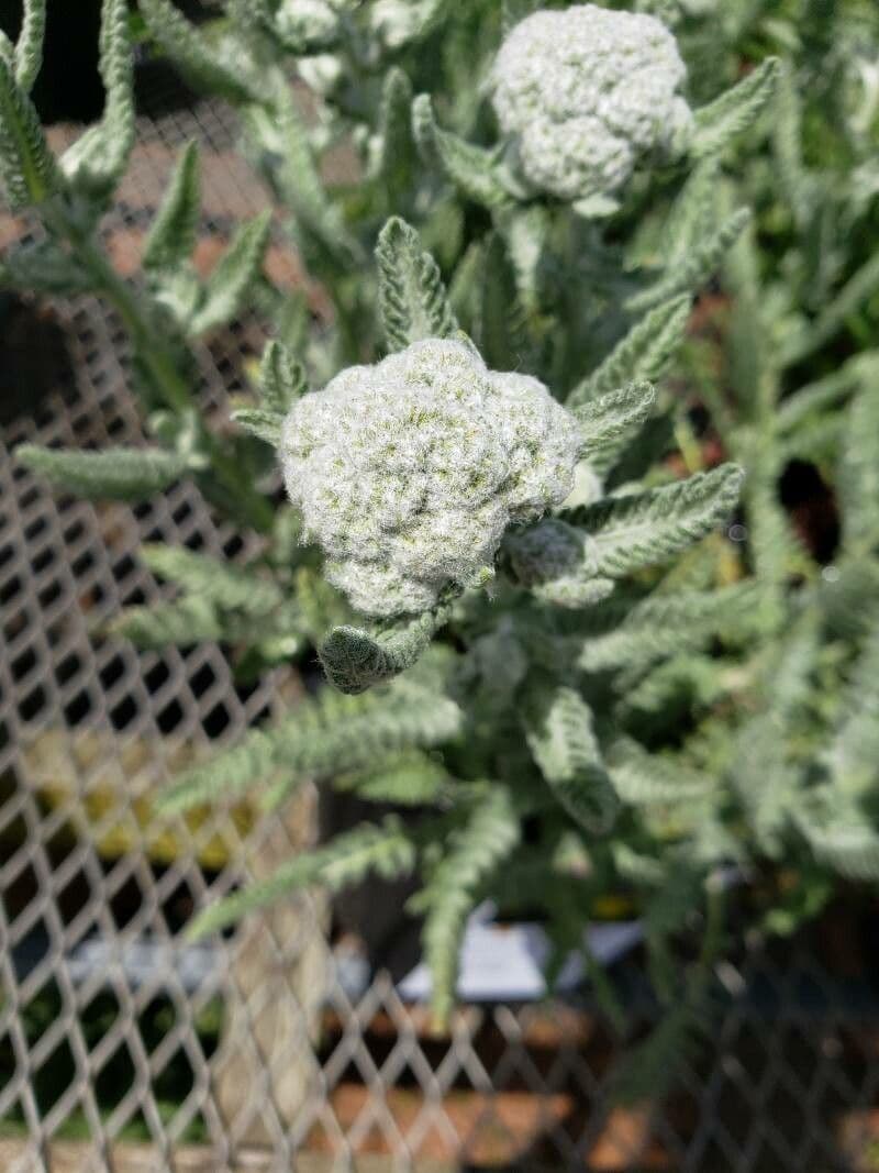 Achillea scutellata 2