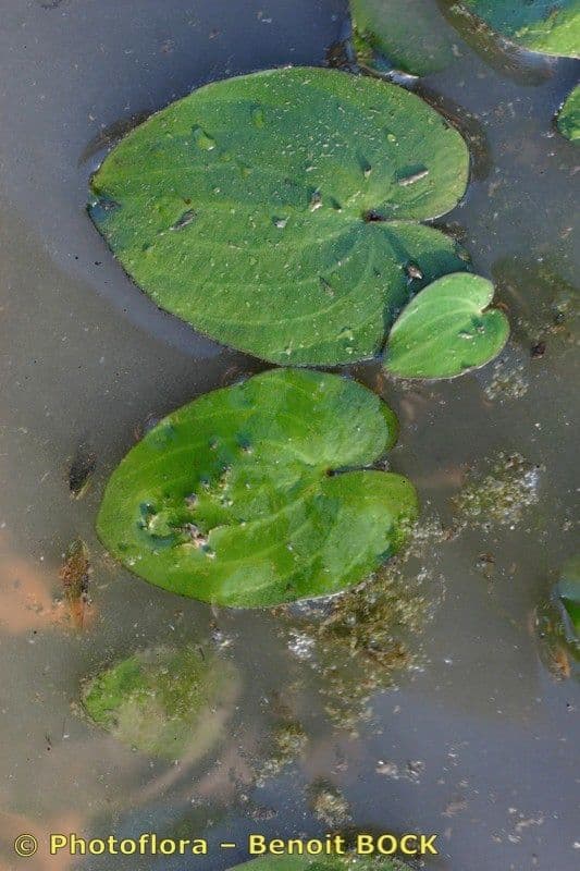 Caldesia parnassifolia 17