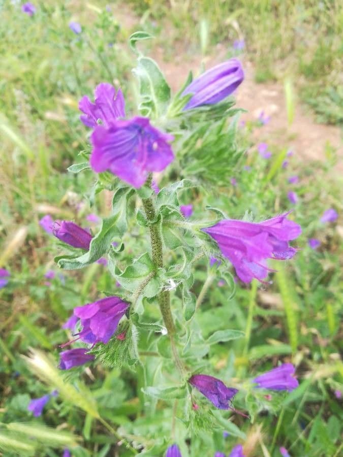 Flor morada 4