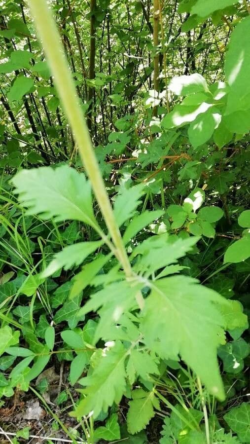 Vedovina selvatica 16