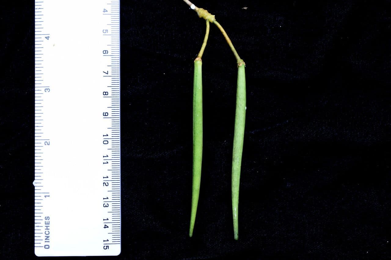 Hoya