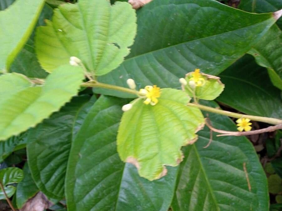 Grewia asiatica 6