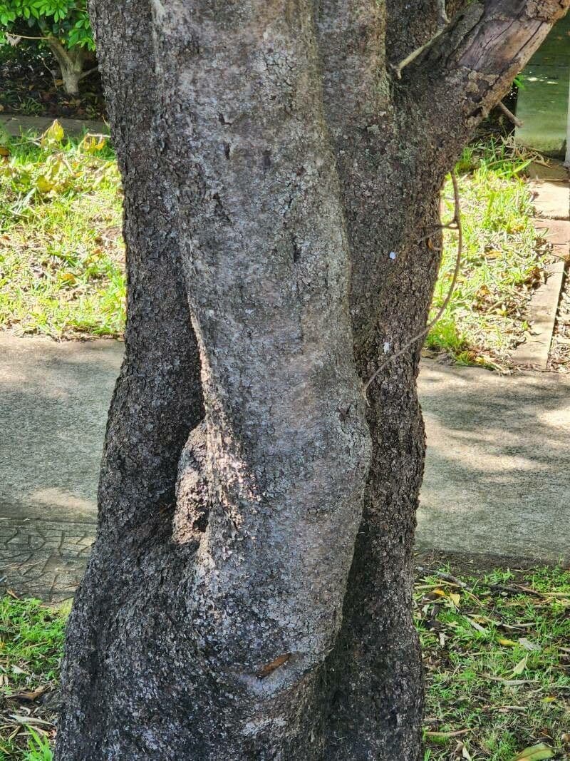 Pitosforo ondulato 23