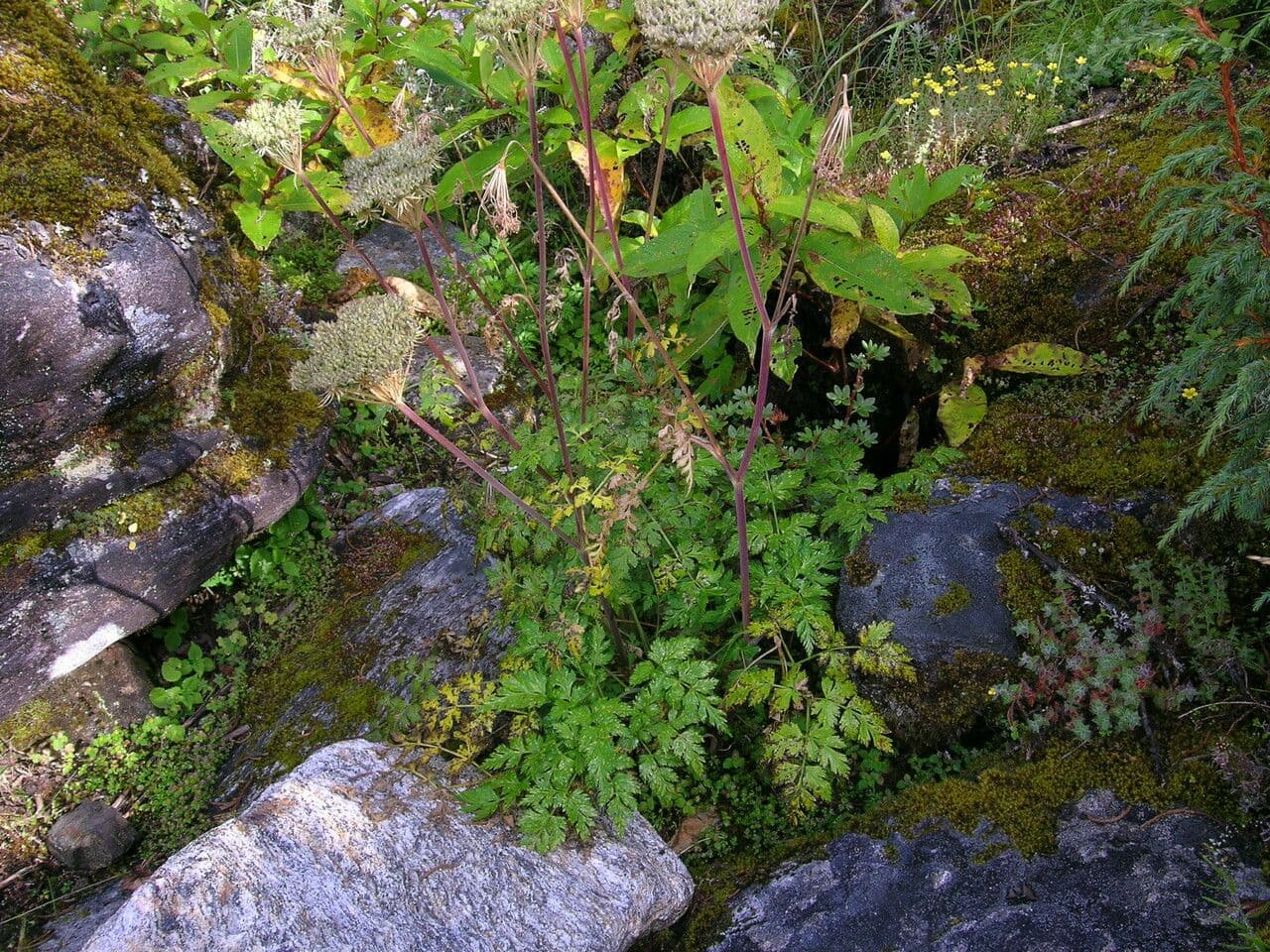 Kümmelblättrige Silge 11