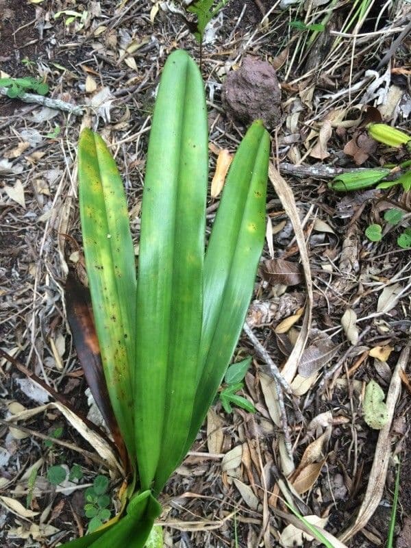 Angraecum eburneum 14