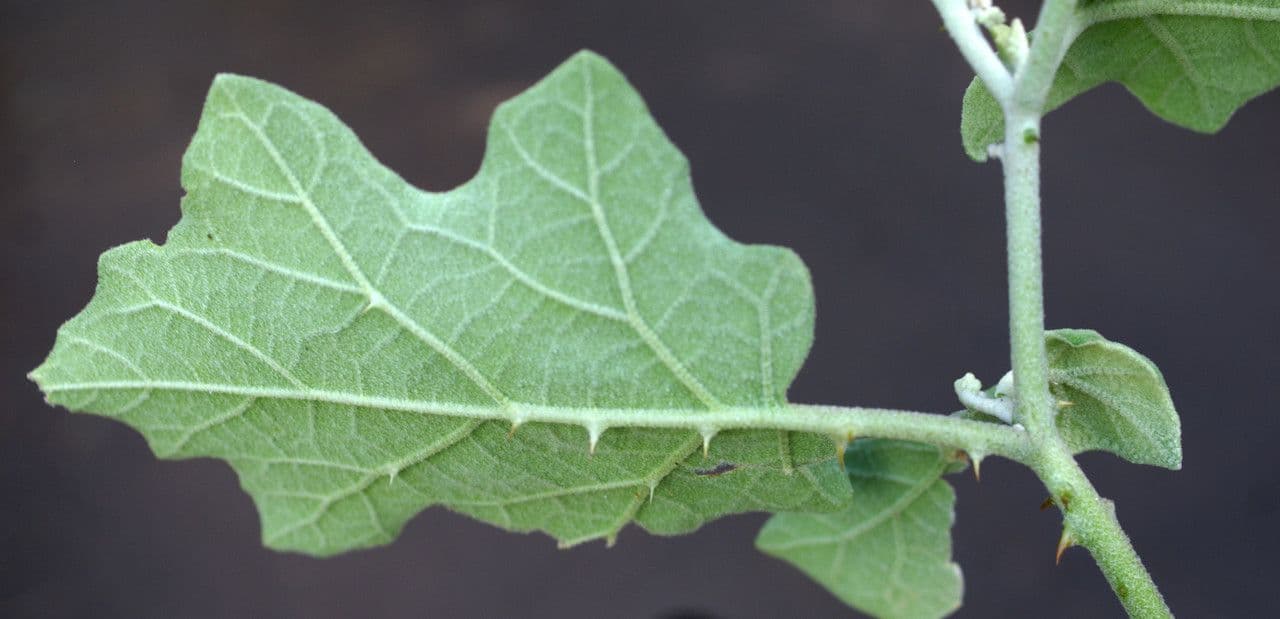 Solanum di Wright 6