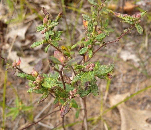 Paronychia fastigiata