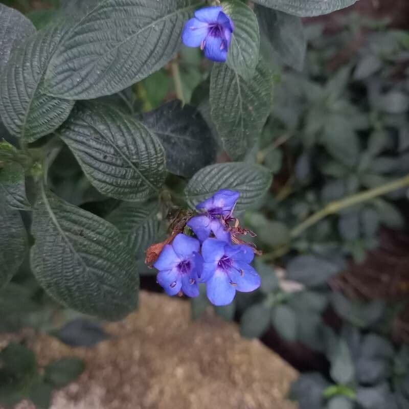 Eranthemum