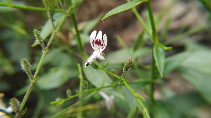 Andrographis paniculata 7