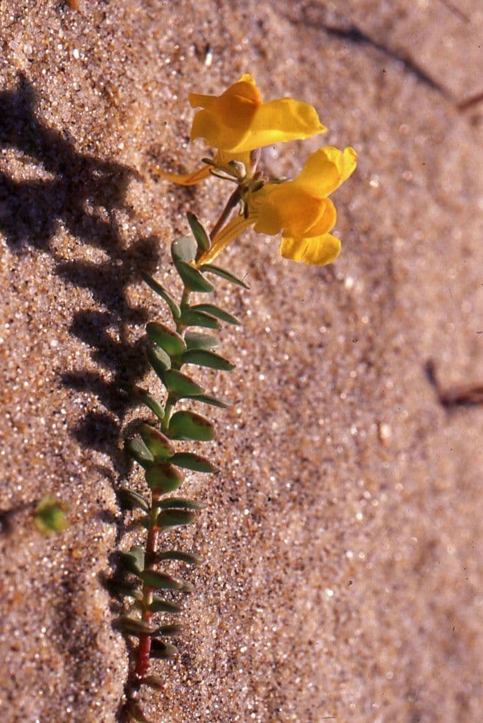 Linaria 11