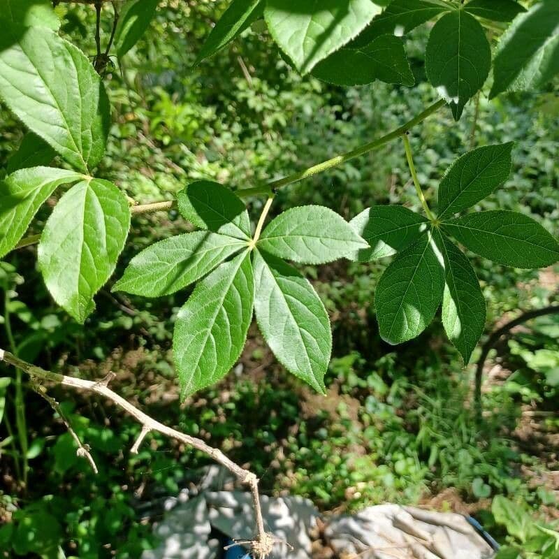 Eleuterococco siberiano 5