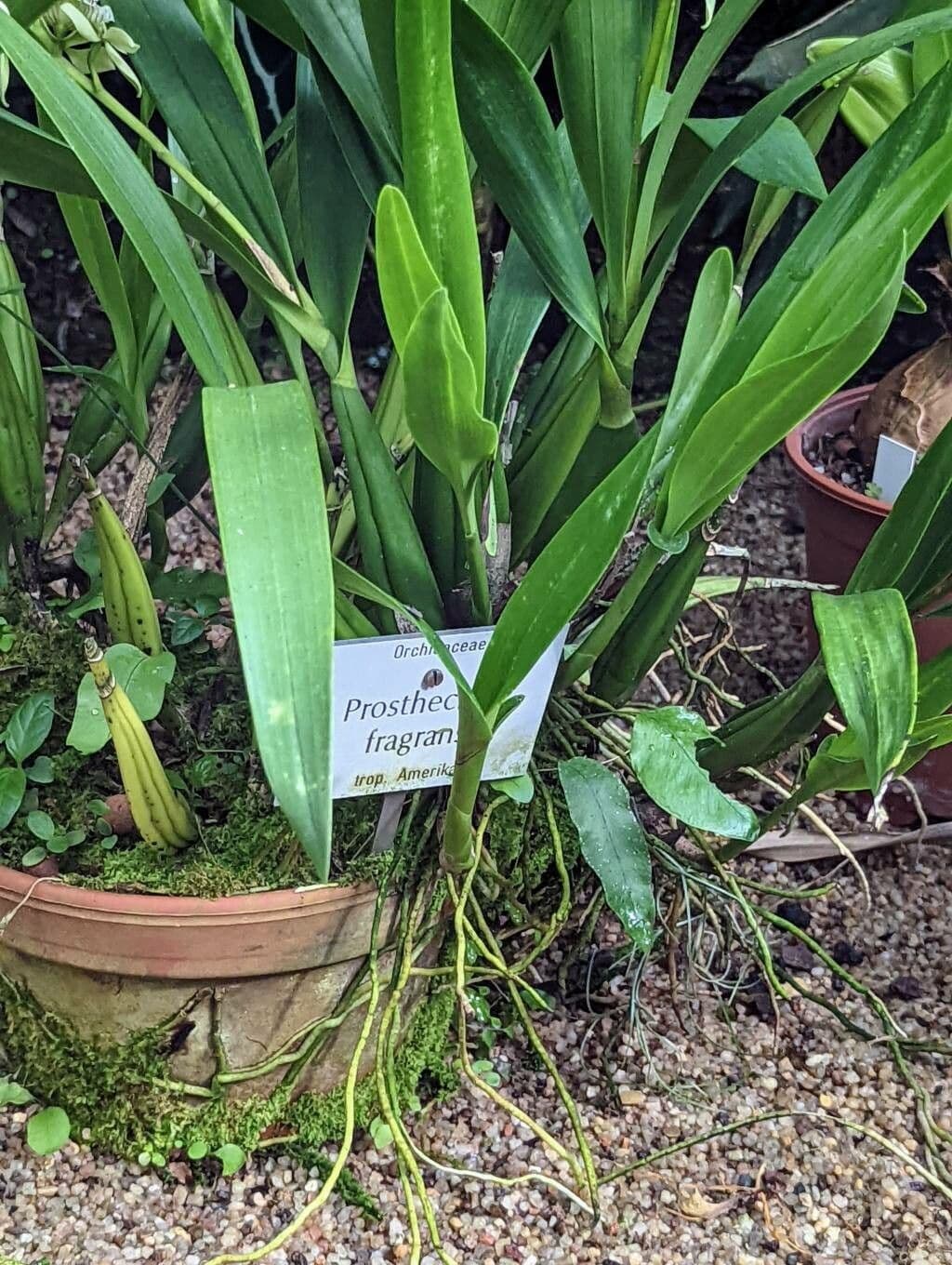 Prosthechea 6