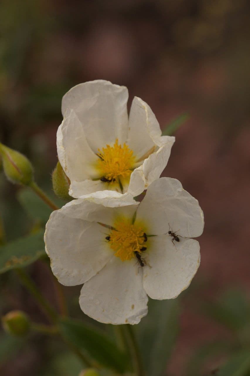 Jara cervuna 10
