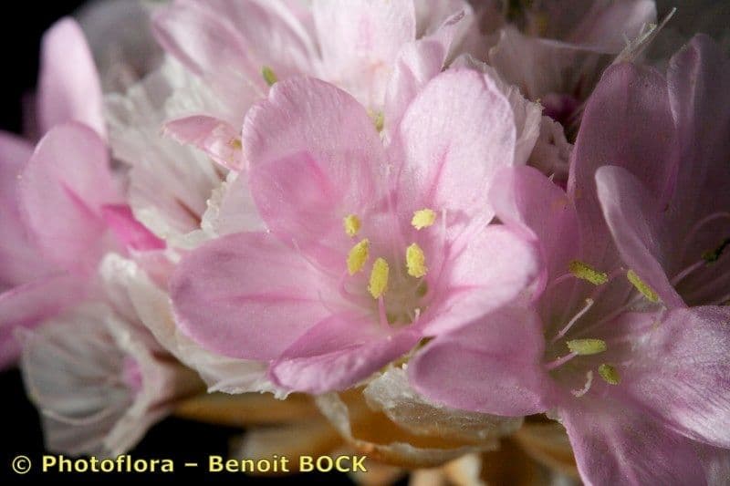 Armeria 6