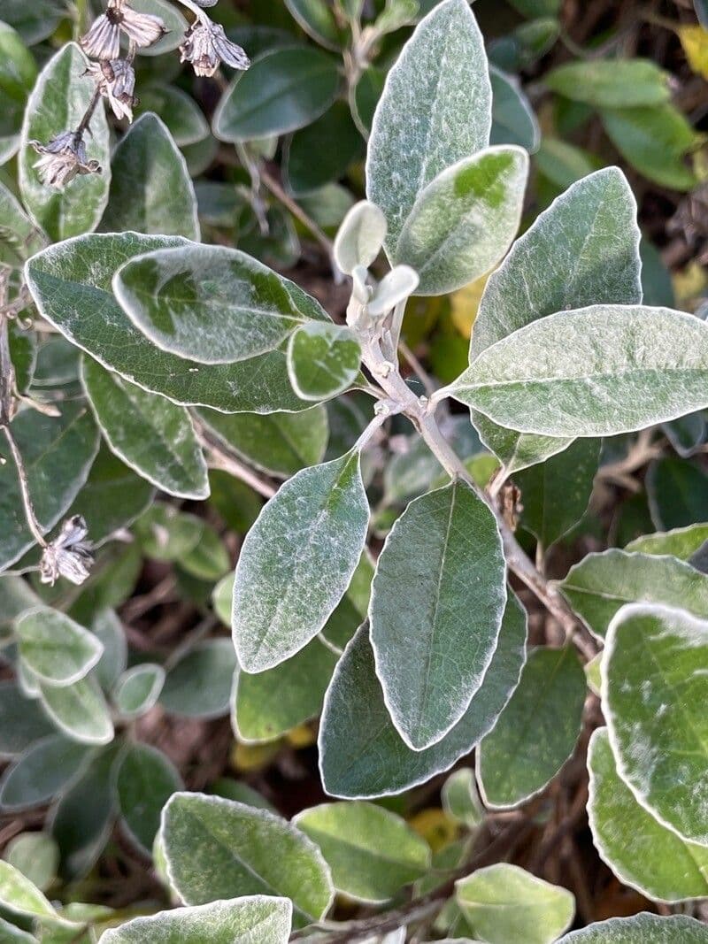 Brachyglottis 14