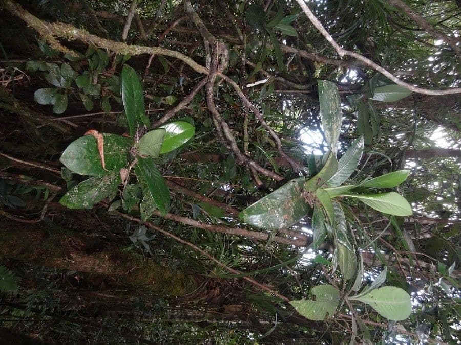 Psychotria 3