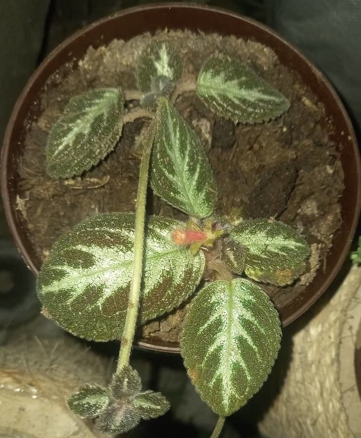 Episcia 12