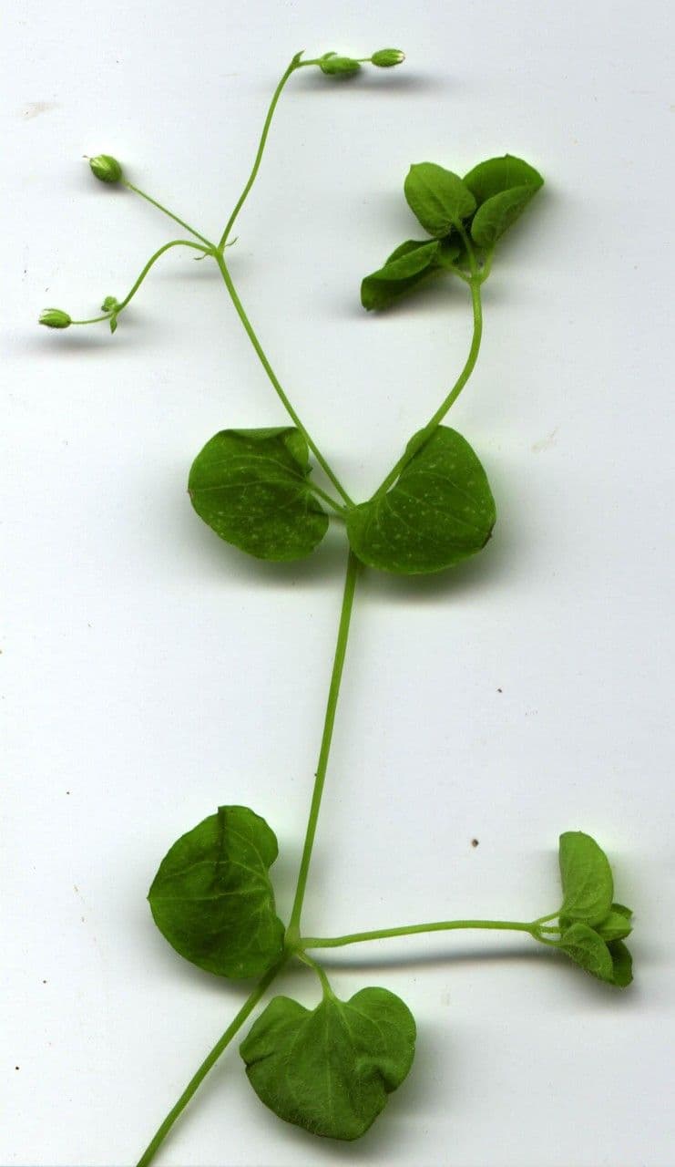 Drymaria cordata 21