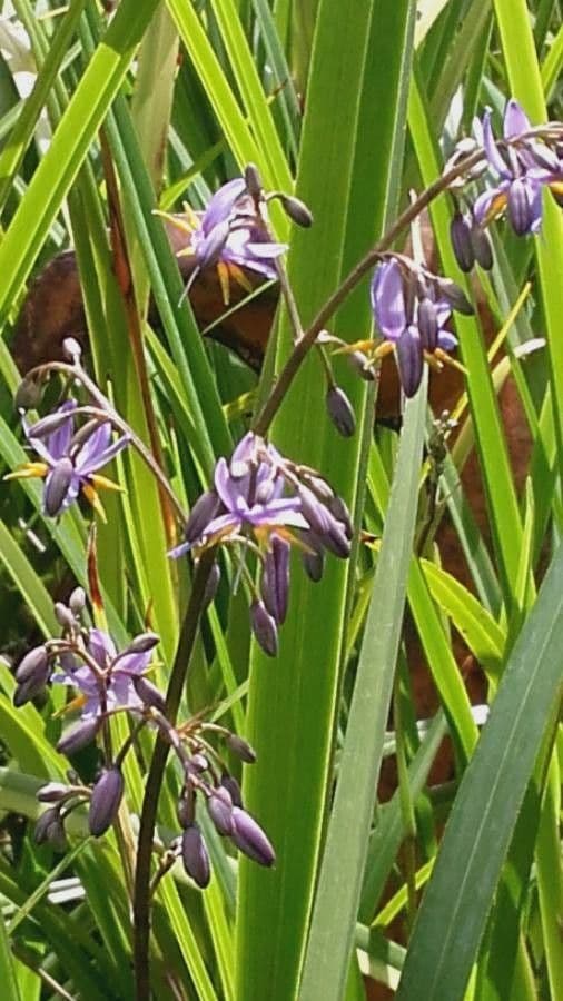 Iris versicolor 22