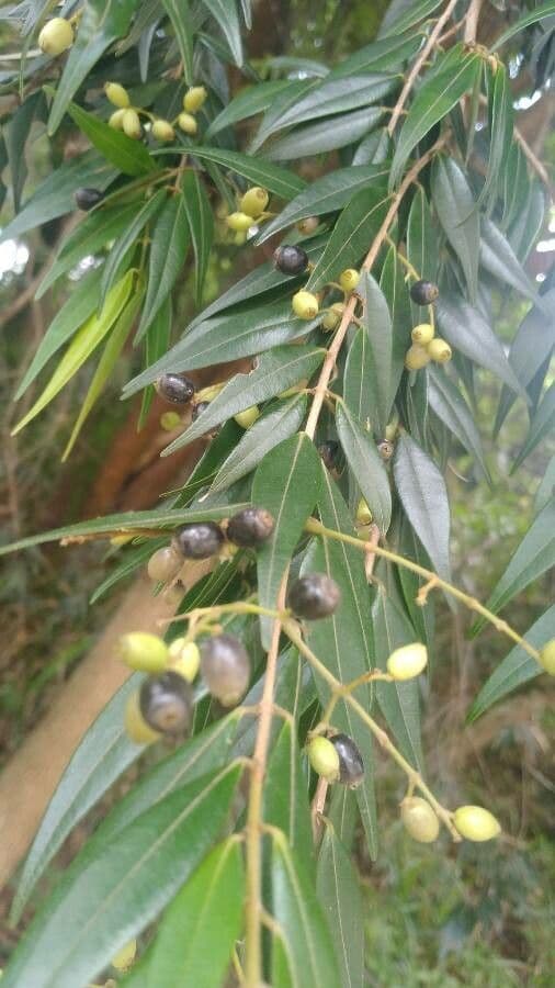 Pimientillo