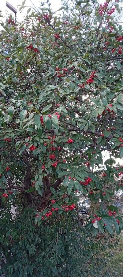 Cotoneaster 14