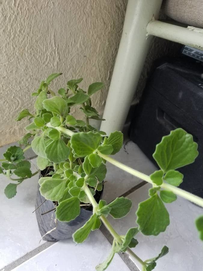 Plectranthus 20