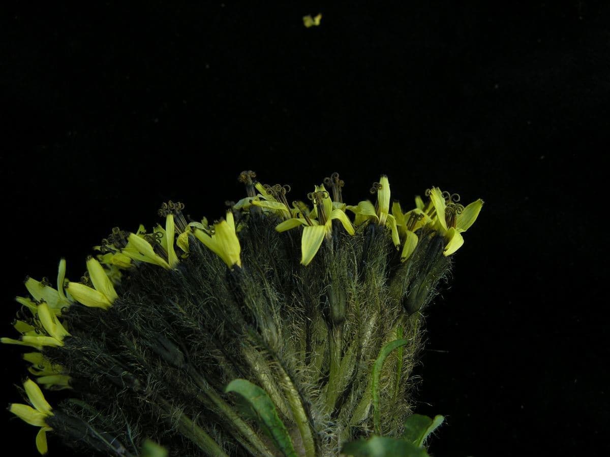 Soroseris 3