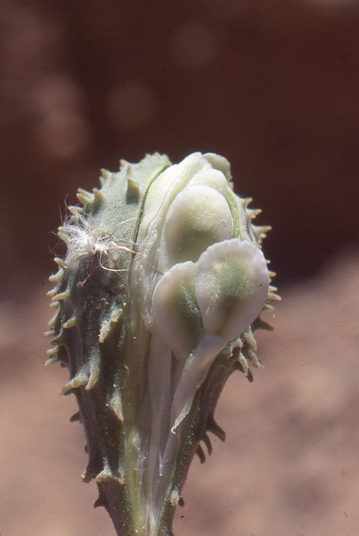 Pergularia tomentosa 9