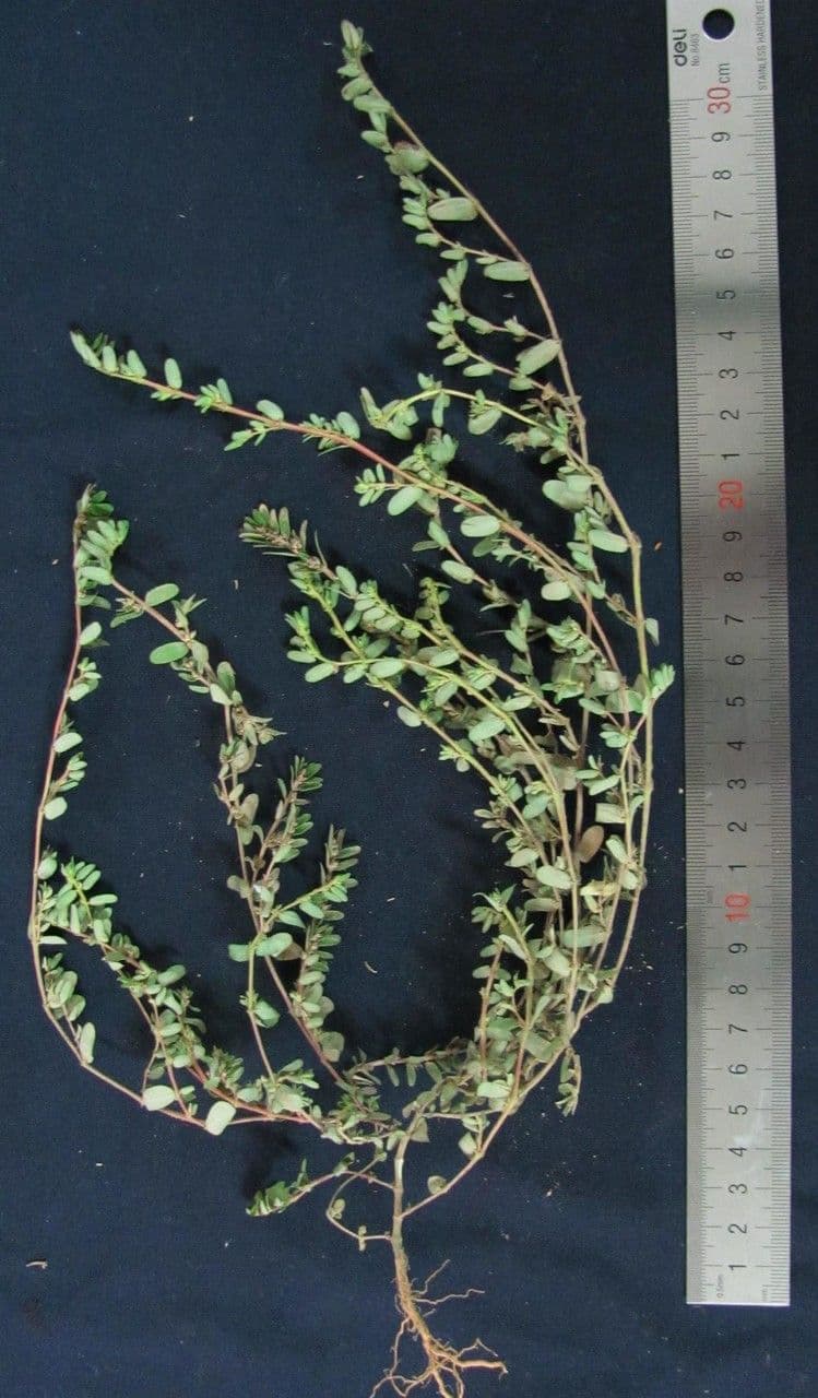 Euforbia timo 7