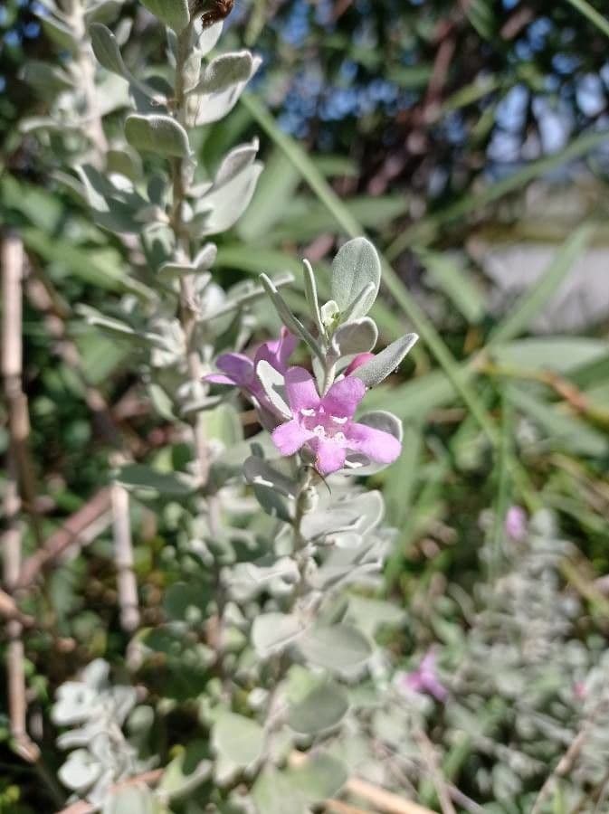 Leucophyllum candidum