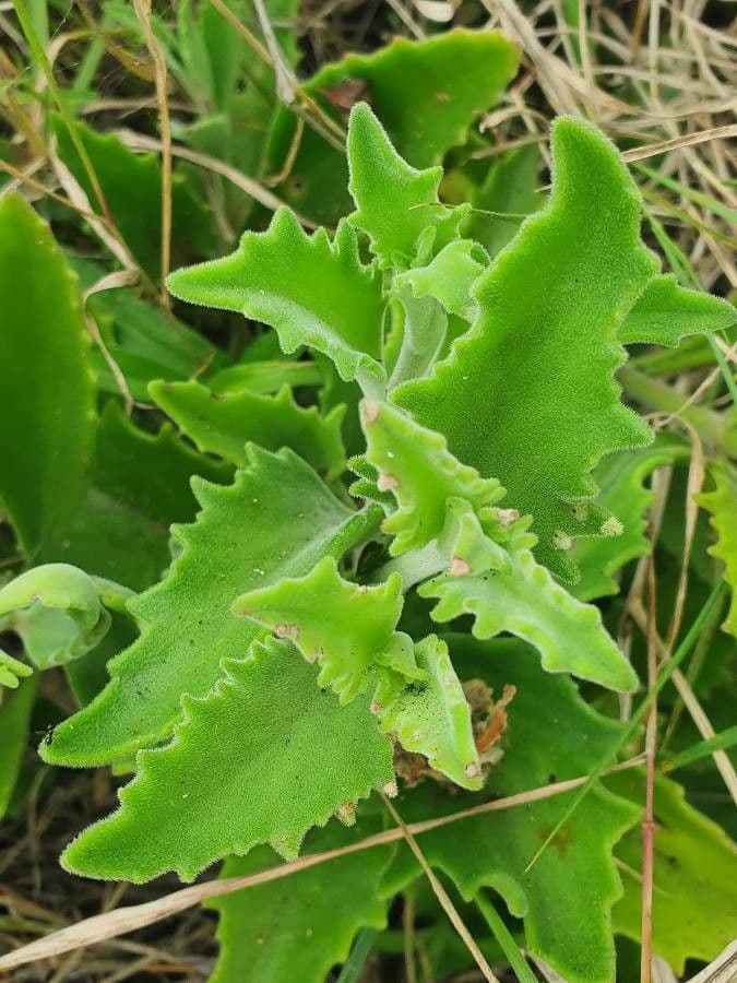 Kalanchoe 8
