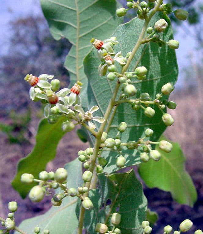 Pseudocedrela