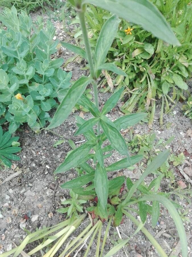 Silene dicotoma 15