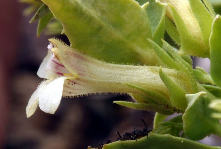 Penstemon deustus 5