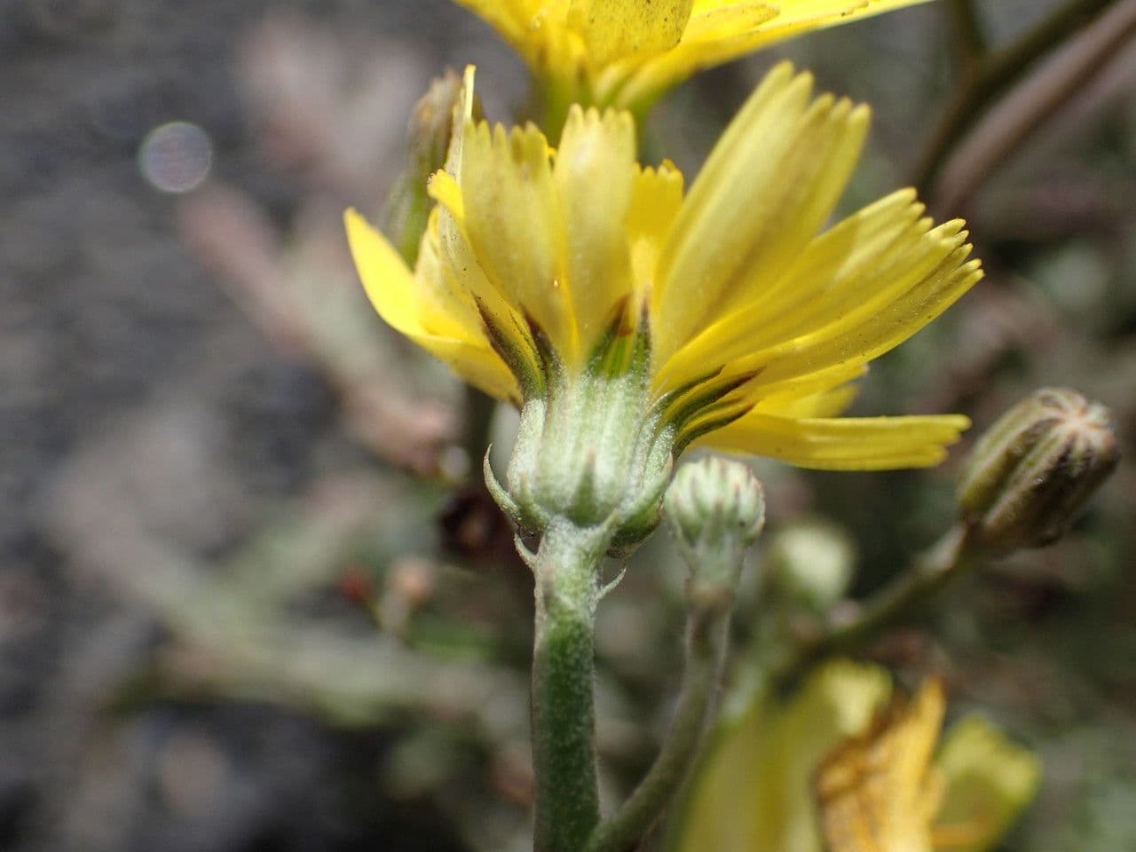 Tolpis laciniata