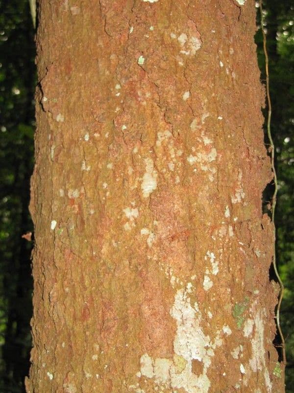 Chaunochiton 6