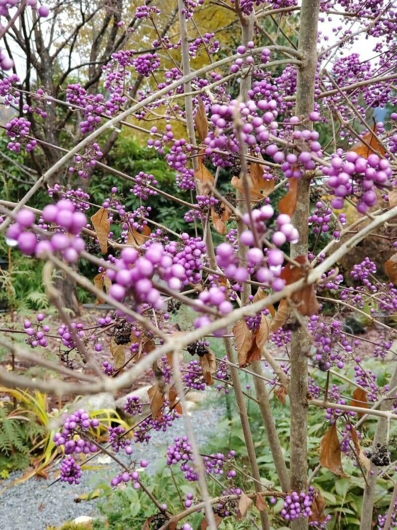 Callicarpa giapponese