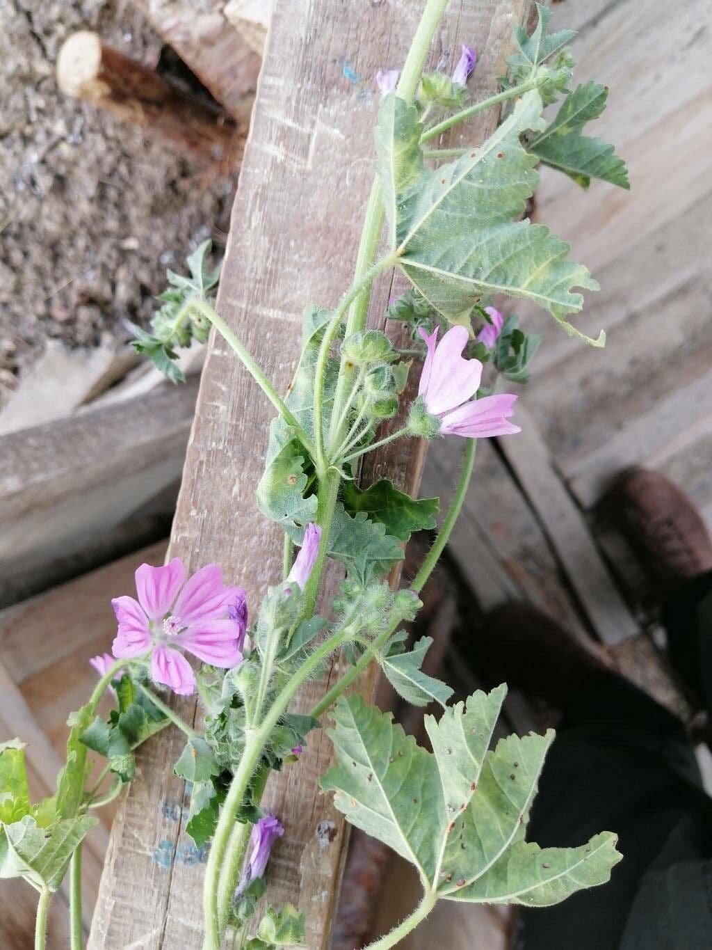 Malva multiflora 9