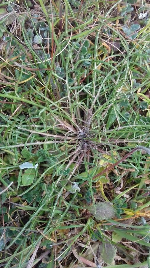 Scorzonera laciniata 11