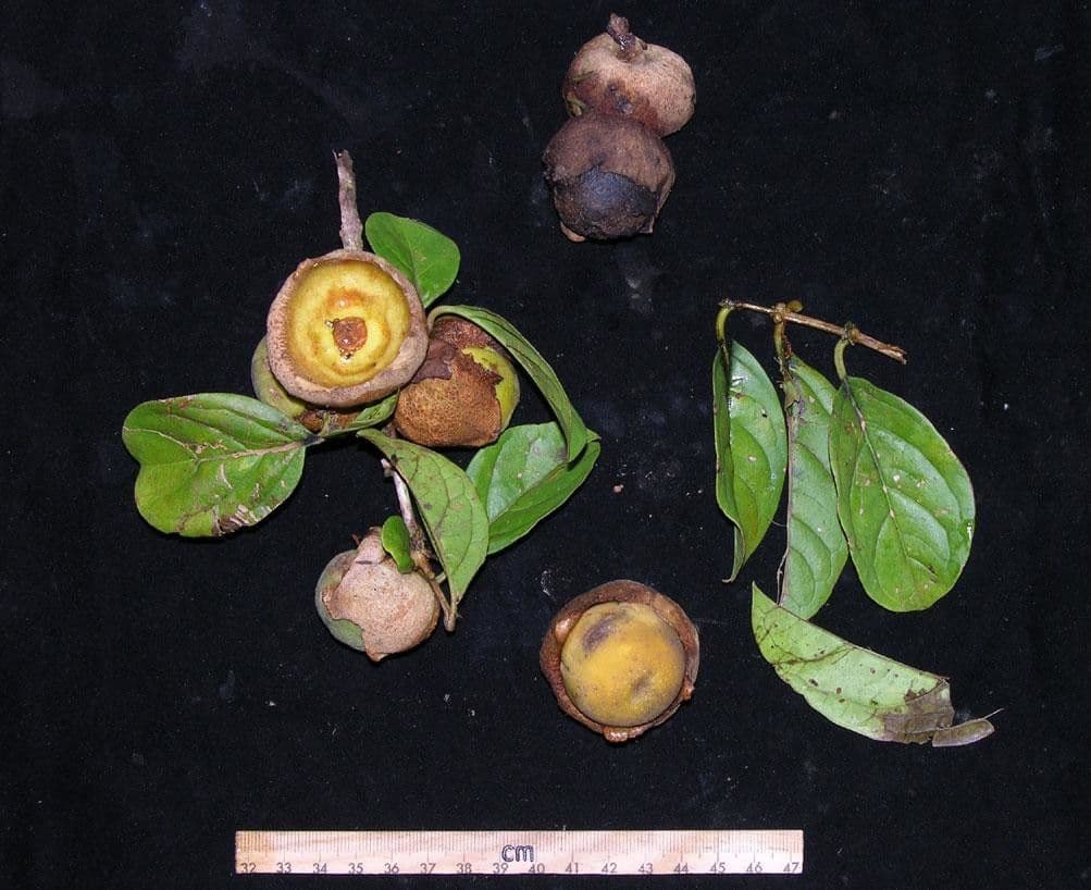 Aegiphila quararibea 3