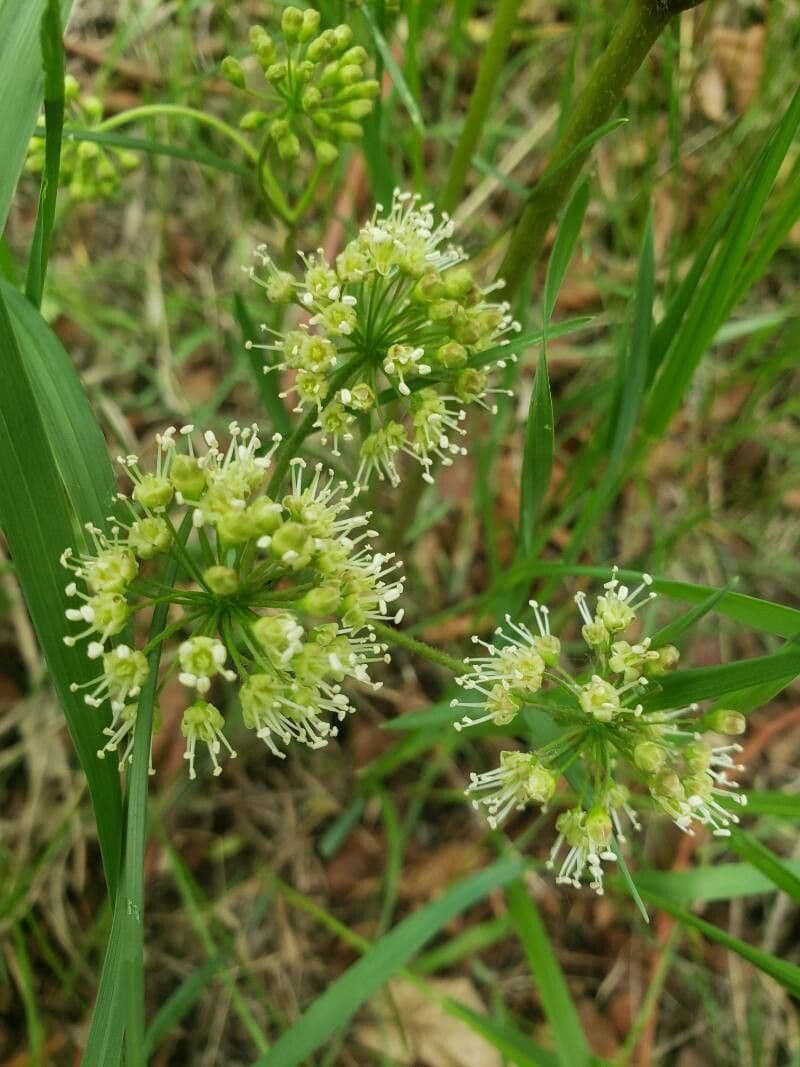 Aralia a stelo nudo 9