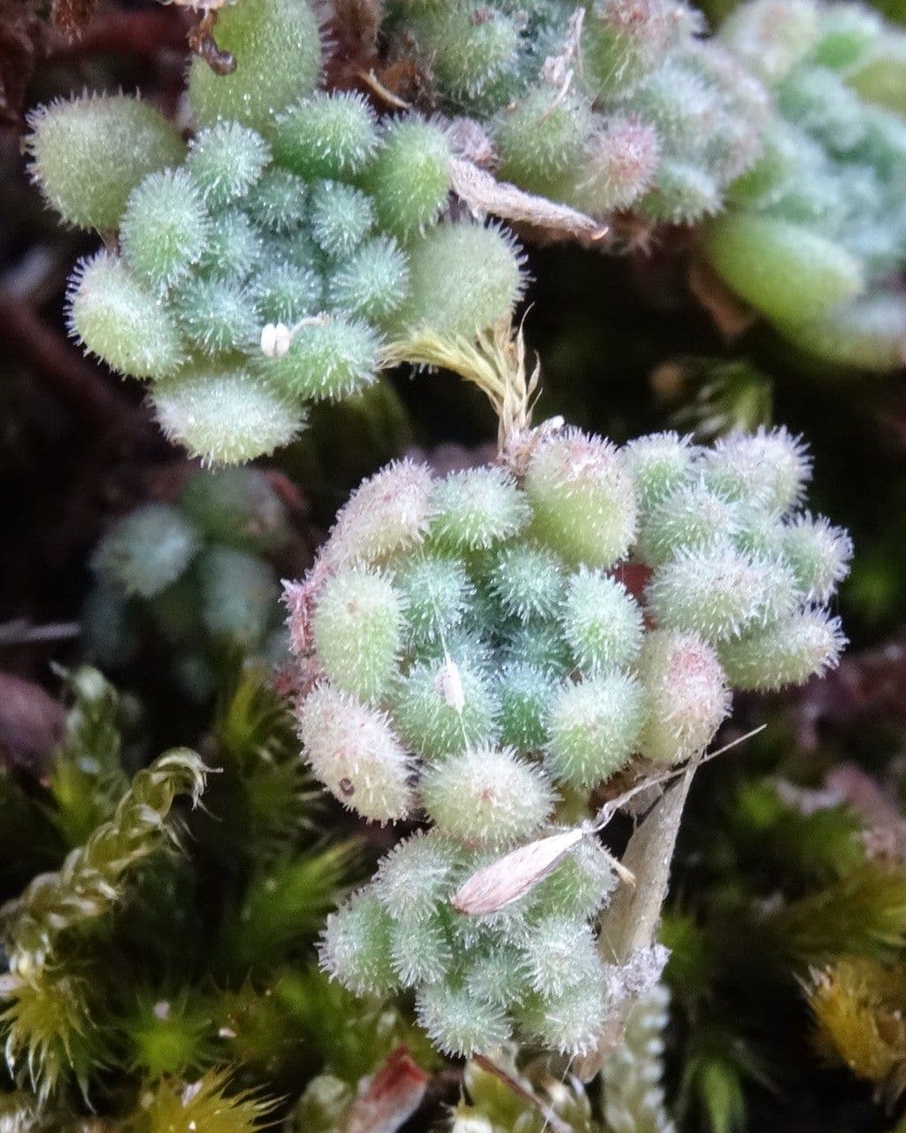 Sedum 18