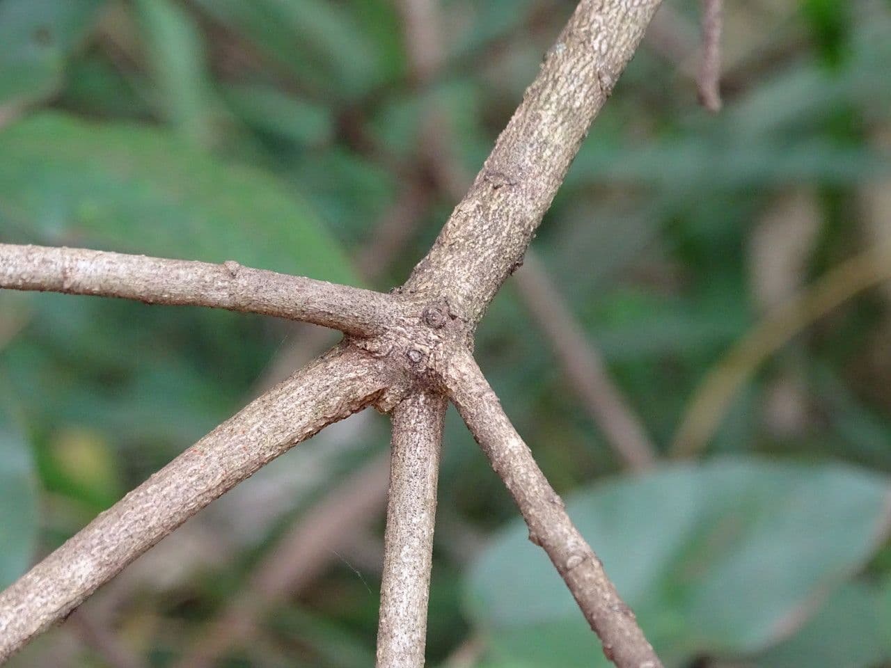 Croton 14